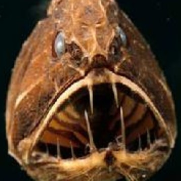 南美洲的魚有哪些