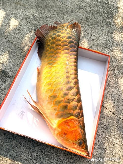 什么是龍魚側游圖片
