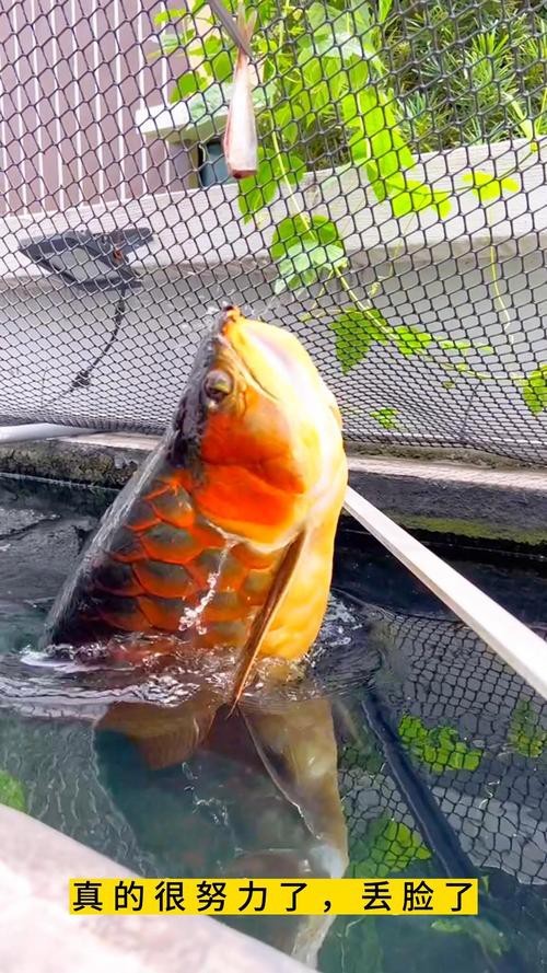 什么是龍魚側游圖片