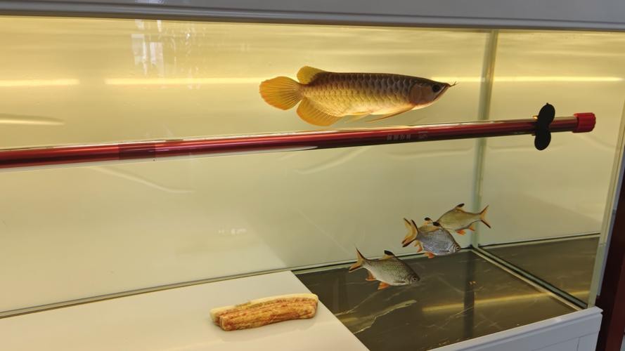 什么是龍魚側游圖片