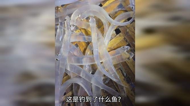 魚視頻