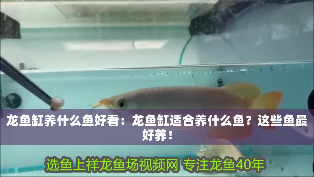 龍魚缸養什么魚好看：龍魚缸適合養什么魚？這些魚最好養！