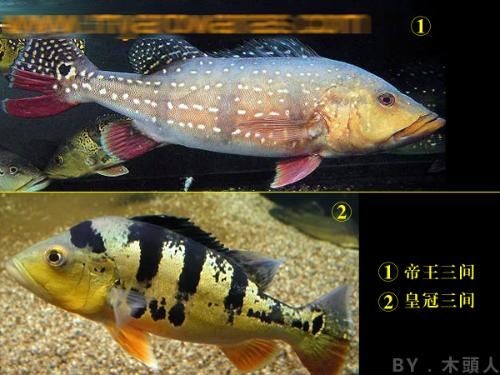 龍魚缸養什么魚好看：龍魚缸適合養什么魚？這些魚最好養！
