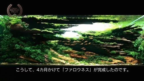 草缸造景大賽作品