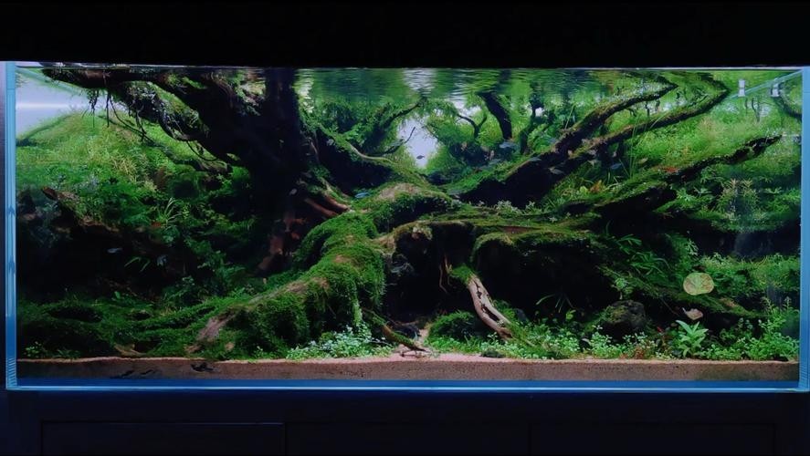 草缸造景大賽作品