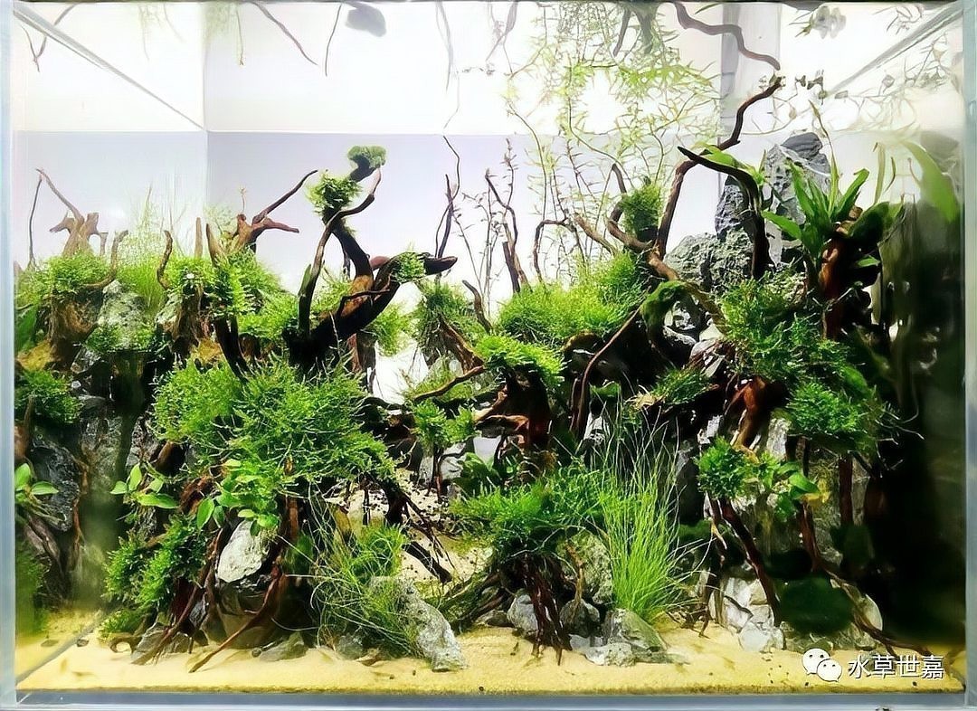 草缸造景大賽作品