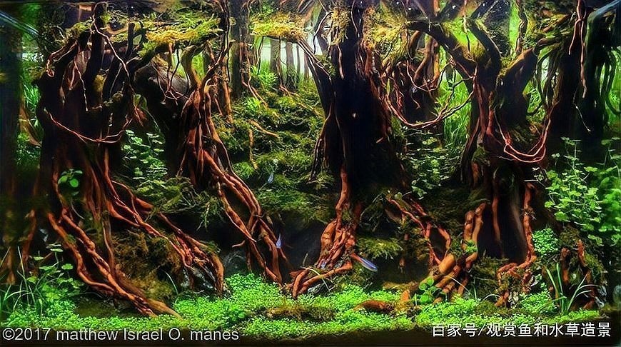 草缸造景大賽作品