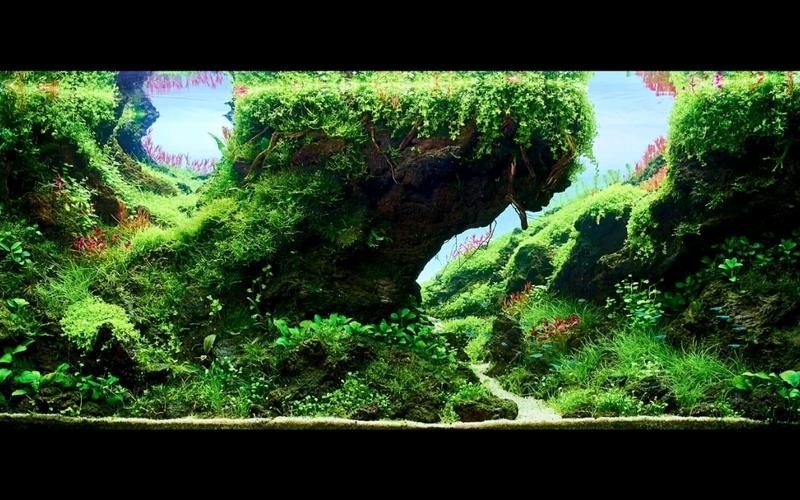 草缸造景大賽作品
