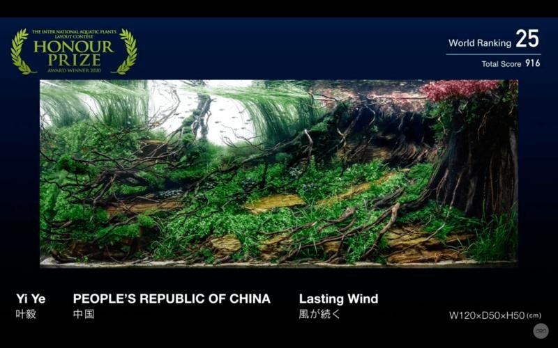 草缸造景大賽作品