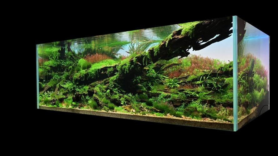草缸造景大賽作品
