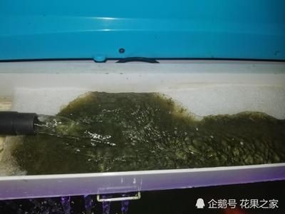魚缸過濾系統的重要性：魚缸過濾系統的歷史演變史