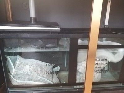 魚缸過濾系統的重要性：魚缸過濾系統的歷史演變史
