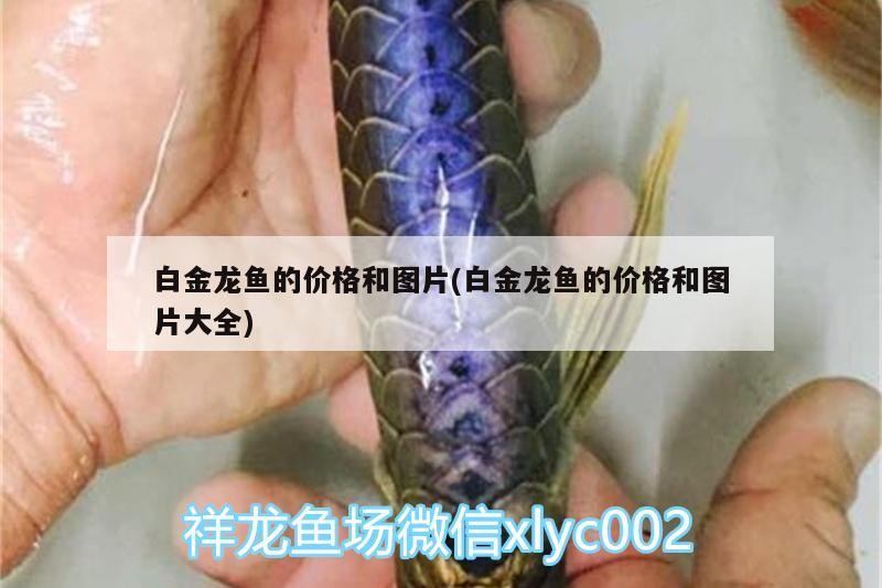 銀龍魚應該怎么養才好呢（銀龍魚應該怎么養才好呢視頻）