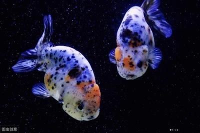 怎樣防治預防龍魚寄生蟲病的方法視頻：防治龍魚寄生蟲病的方法