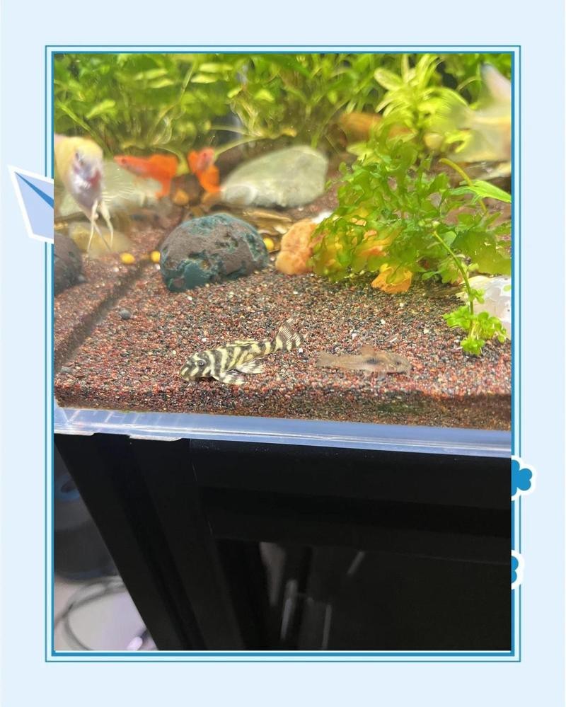 帝王迷宮異型魚怎么繁殖
