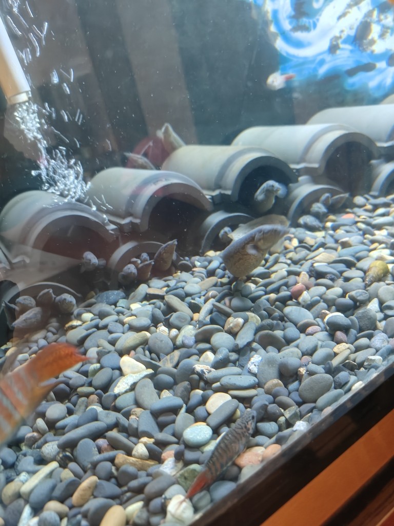 開食養定水溪流魚刺鰍