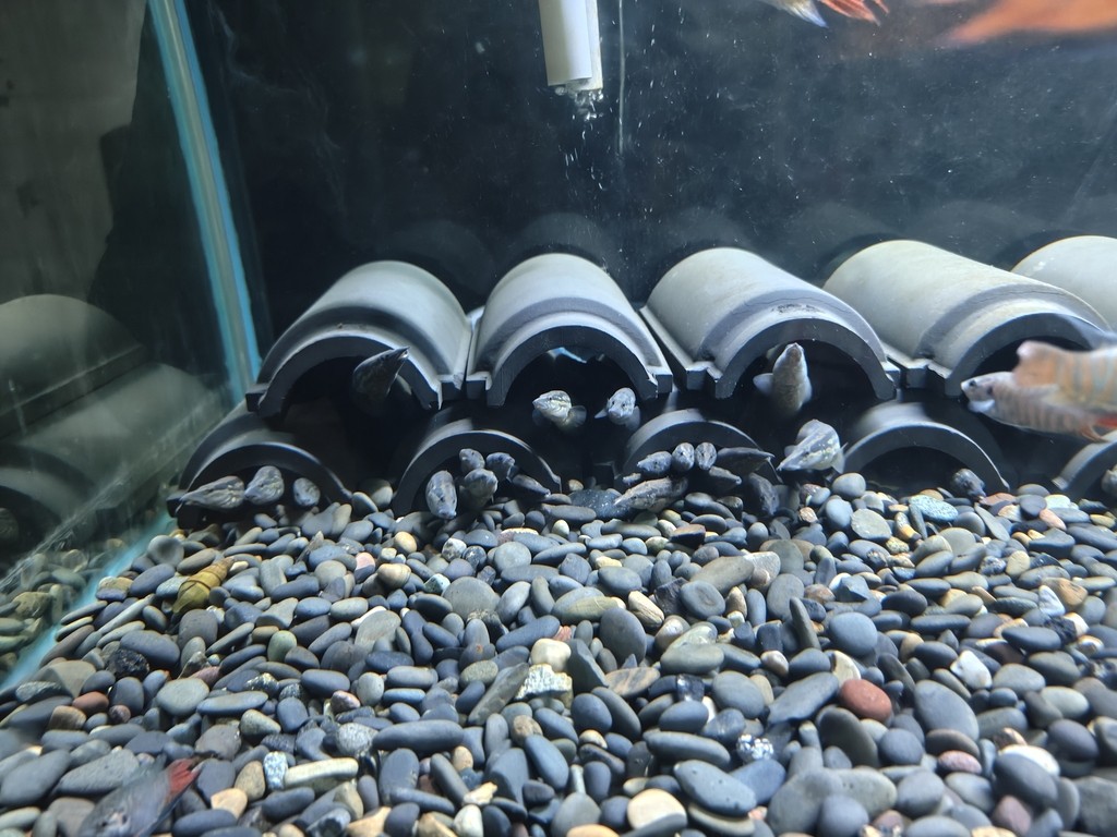 開食養定水溪流魚刺鰍