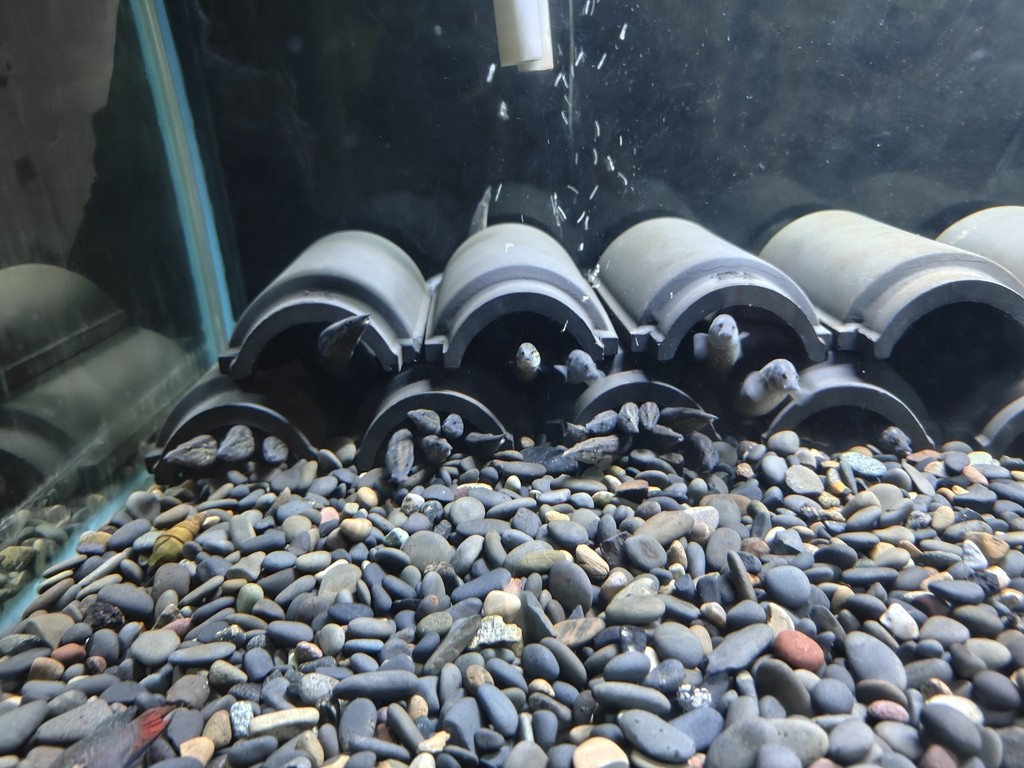 開食養定水溪流魚刺鰍