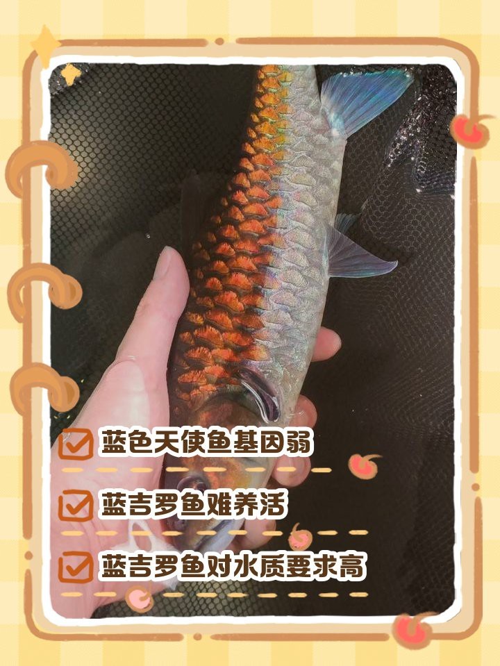 藍吉羅魚好養嗎