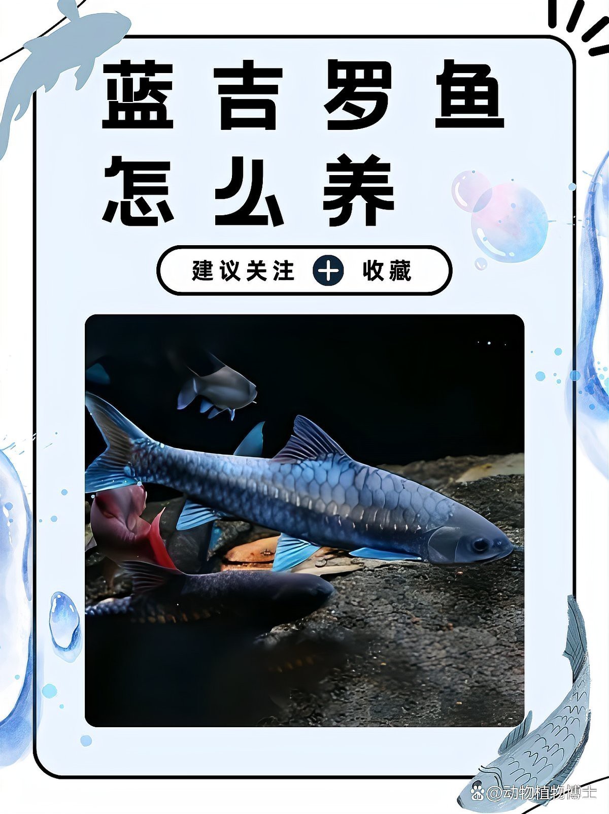 藍吉羅魚好養嗎