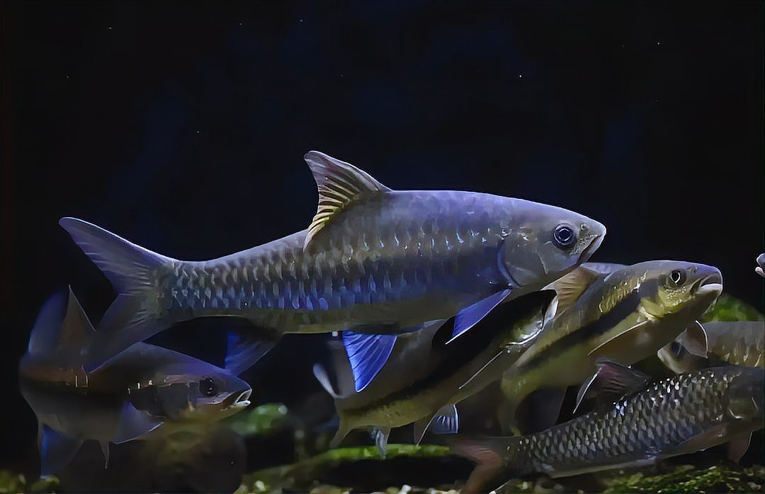 藍吉羅魚好養嗎