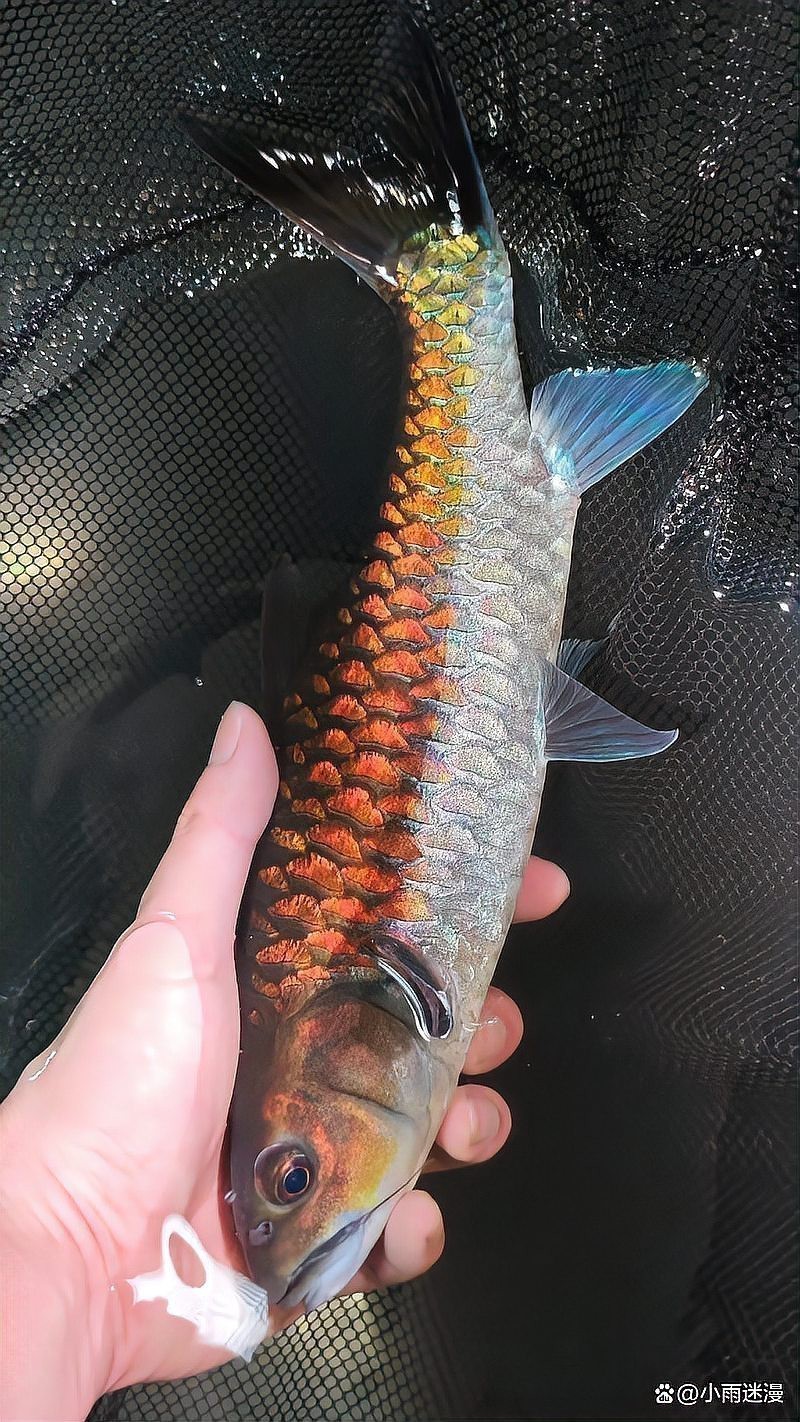 藍吉羅魚好養嗎