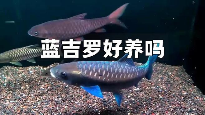藍吉羅魚好養嗎