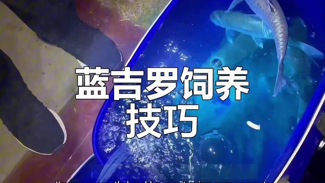 藍吉羅魚好養嗎