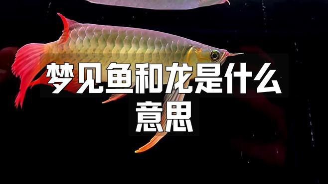 夢見龍魚有哪些不同的解讀？