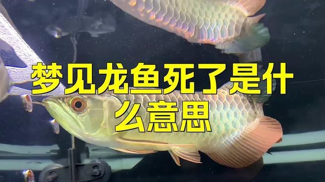 夢見龍魚有哪些不同的解讀？