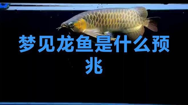 夢見龍魚有哪些不同的解讀？