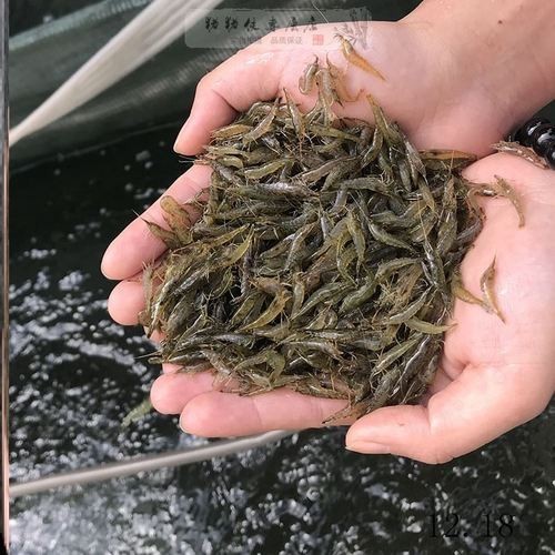 銀龍魚魚苗多大可以吃