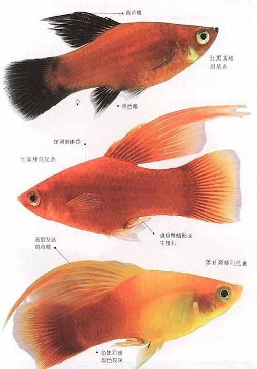 紅色月光魚公母圖片