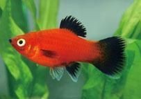 紅色月光魚公母圖片