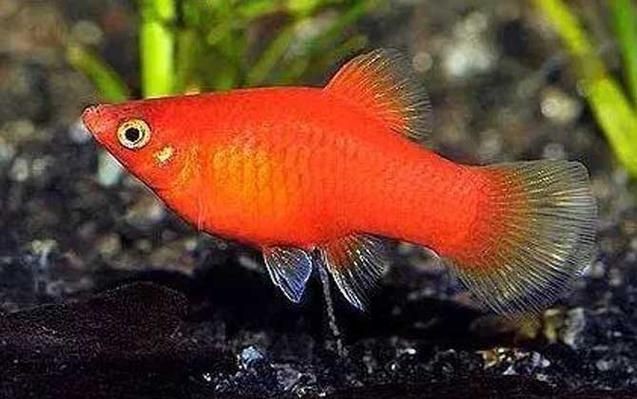 紅色月光魚公母圖片