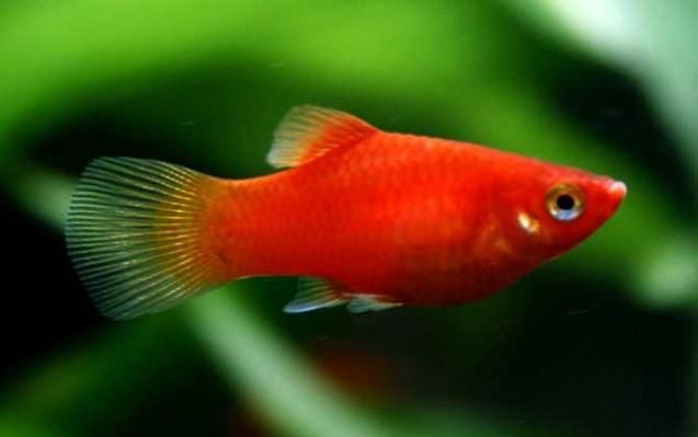 紅色月光魚公母圖片