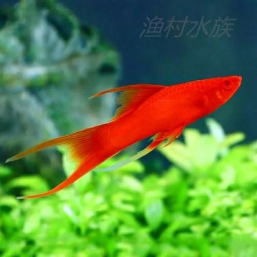 紅色月光魚公母圖片