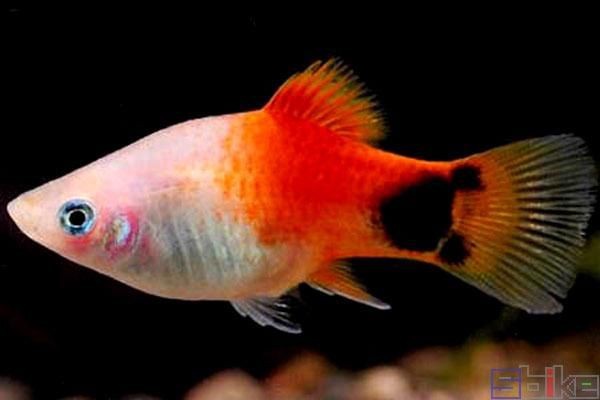 紅色月光魚公母圖片