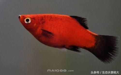 紅色月光魚公母圖片