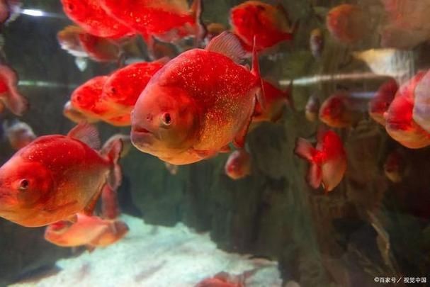 紅色月光魚公母圖片