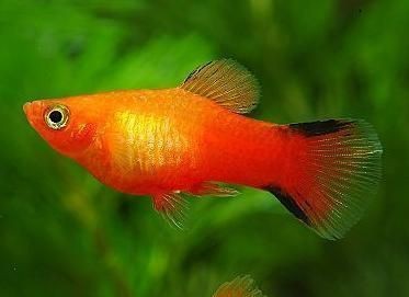 紅色月光魚公母圖片