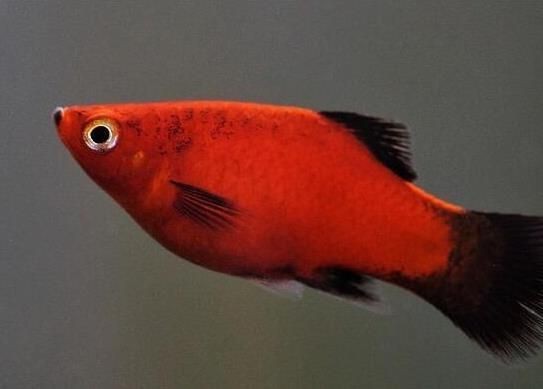 紅色月光魚公母圖片