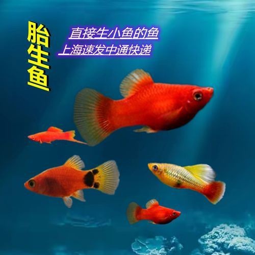 紅色月光魚公母圖片