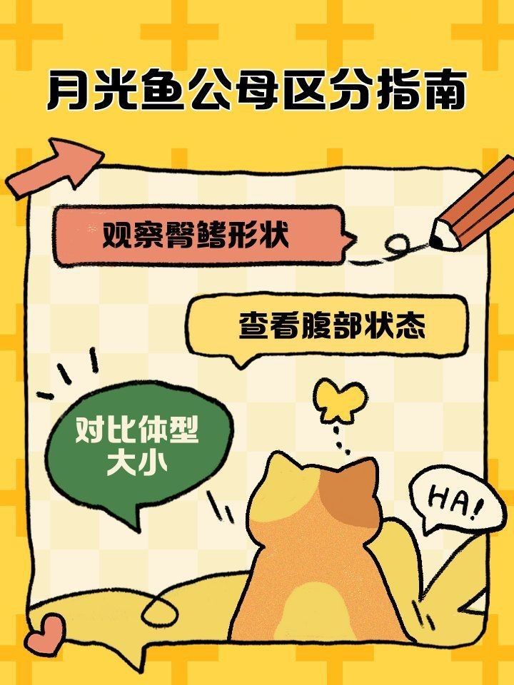 紅色月光魚公母圖片