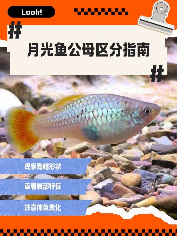 紅色月光魚公母圖片