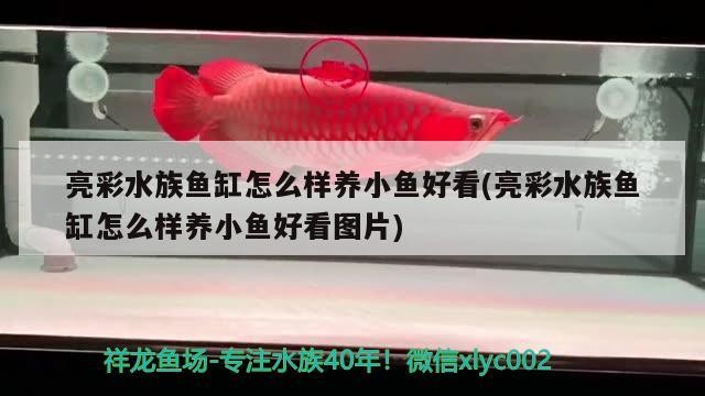天鎮(zhèn)縣谷前堡鎮(zhèn)天祥觀賞魚養(yǎng)殖場（天鎮(zhèn)縣谷前堡鎮(zhèn)天祥觀賞魚養(yǎng)殖場電話）