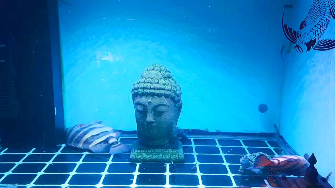 魚死了，心態(tài)要好……
