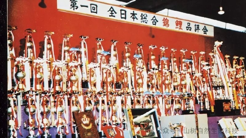 世界錦鯉大賽有哪些歷史冠軍？