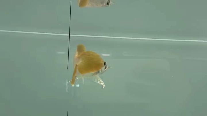 鴻京龍宮紅龍魚怎么樣