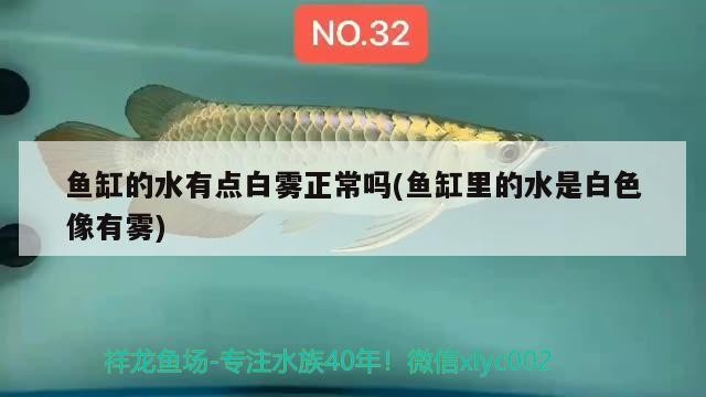 龍魚的飼養方法和注意事項，銀龍魚和金龍魚能混養嗎，